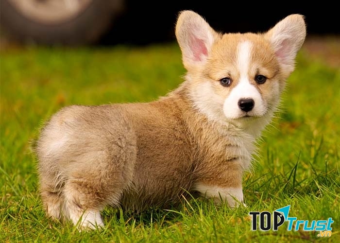 Chú chó Corgi chân ngắn vô cùng dễ thương