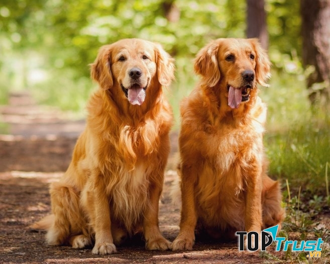 Chó Golden