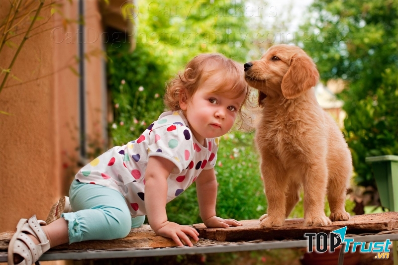 Chó Golden Retriever