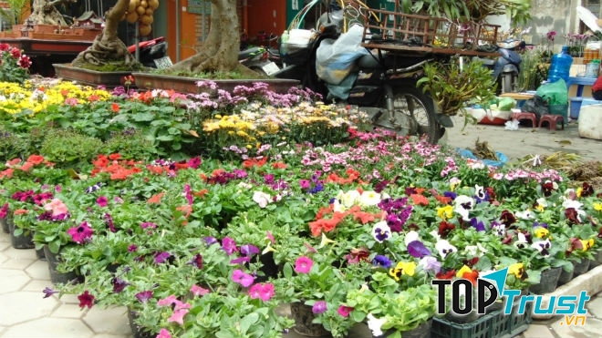 Một góc chợ hoa Hoàng Hoa Thám