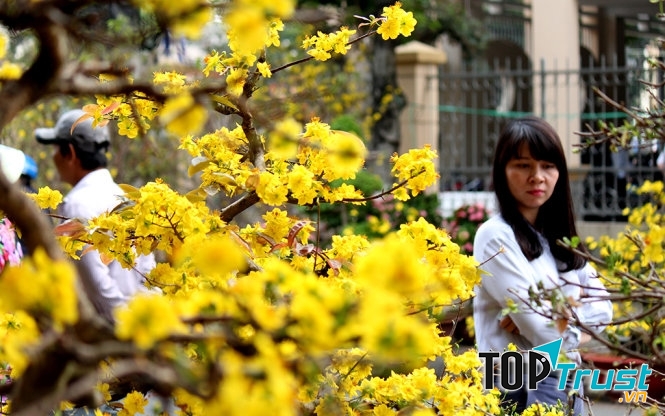 Chợ hoa Mỹ Tho