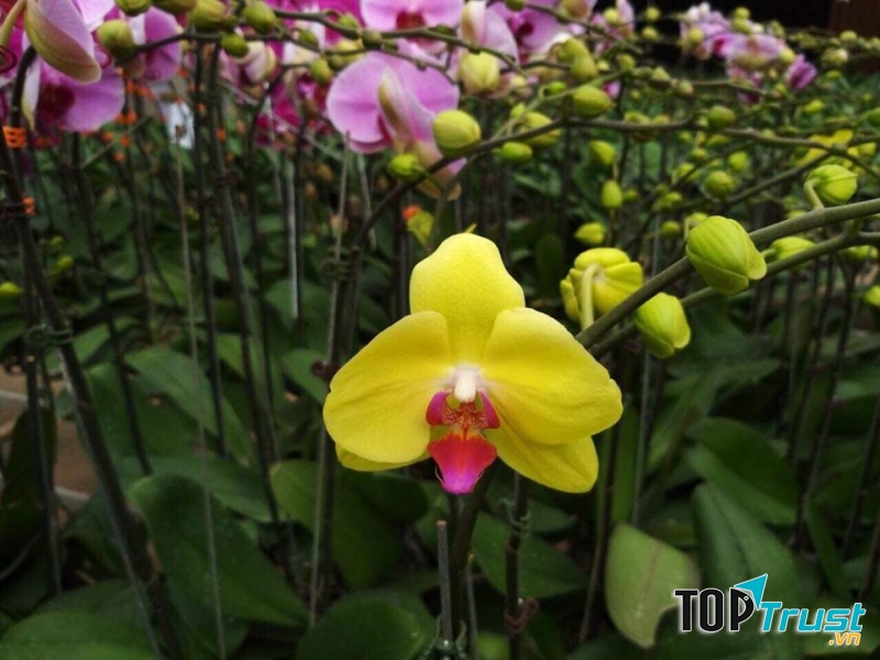 Chợ hoa Quảng Bá
