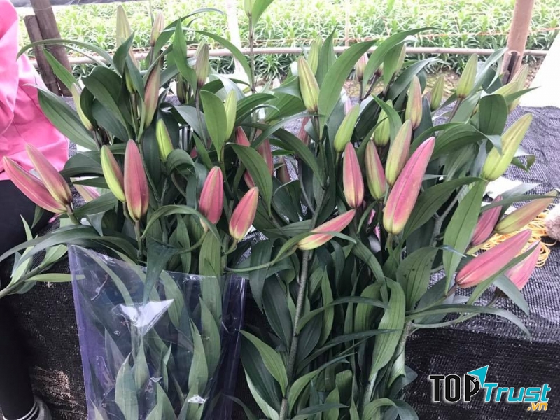 Chợ hoa Tây Tựu