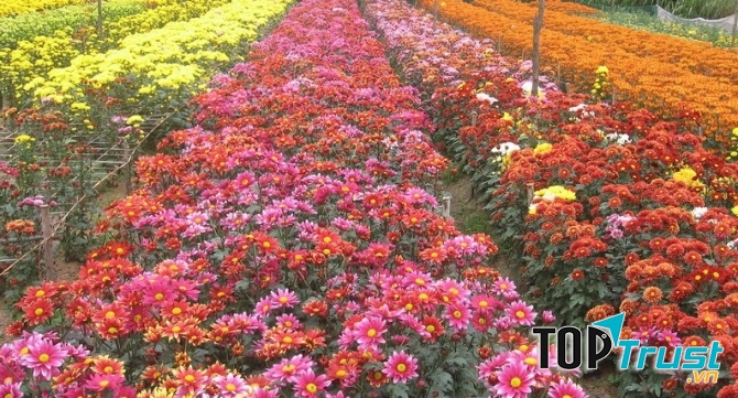 Đồng hoa cúc Tây Tựu