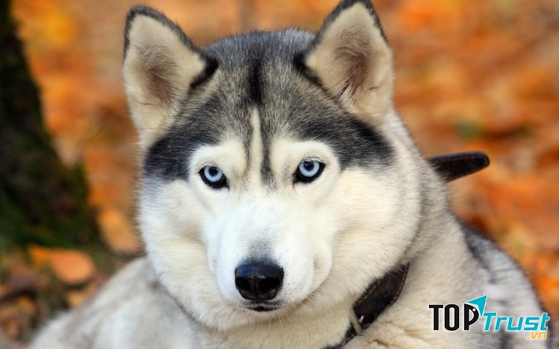 Chó Huskies là giống chó dễ gây ấn tượng với những người yêu động vật