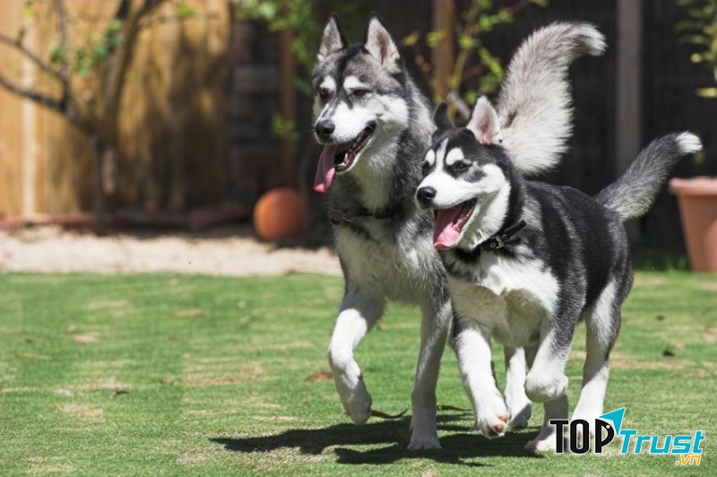 Chó Huskies