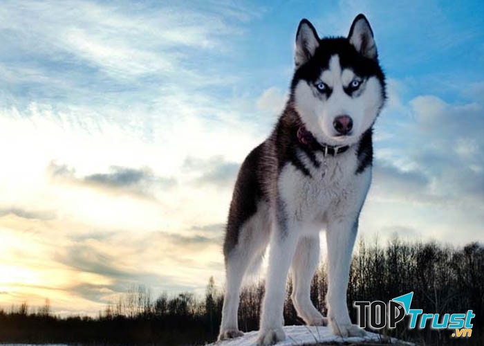 Husky nhìn có vẻ dữ hơn Alaska một tý nhưng chúng thật ra lại hiền lành ngược với vẻ bề ngoài