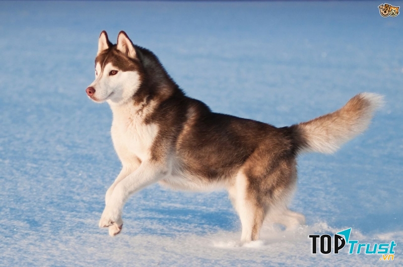 Husky rất thích nô đùa,chạy nhảy. Ảnh minh họa.