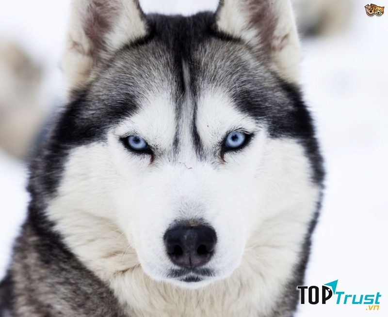 Chó Husky thuần chủng với đôi mắt xanh dương