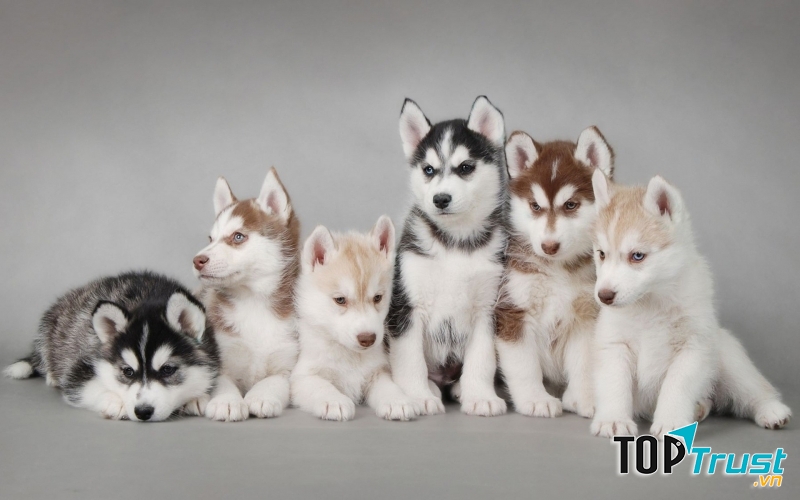 Những chú chó Husky xinh đẹp