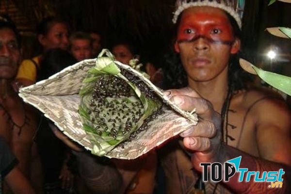 Cho kiến đốt tay được xem là nghi lễ trưởng thành của tộc người Satere - Mawe ở Amazon