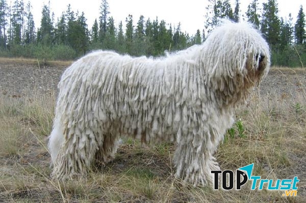 Chó Komondor