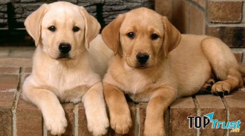 Chó Labrador