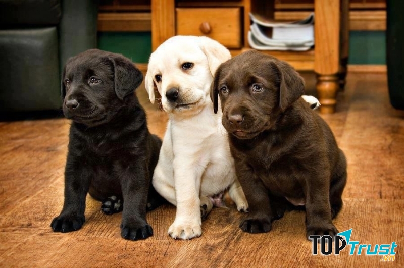 Chó Labrador