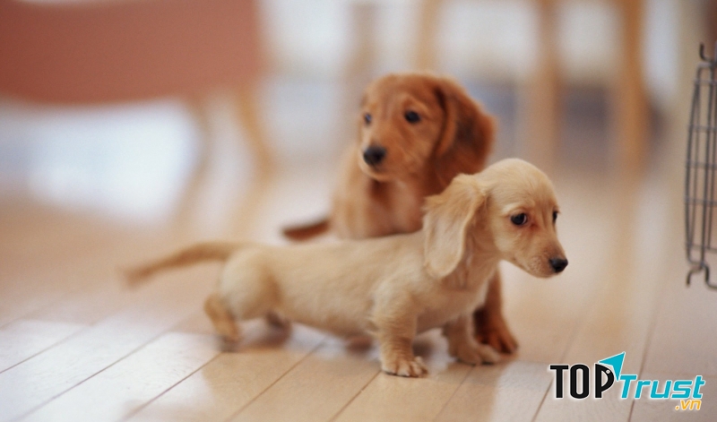 Chó lạp xưởng/xúc xích