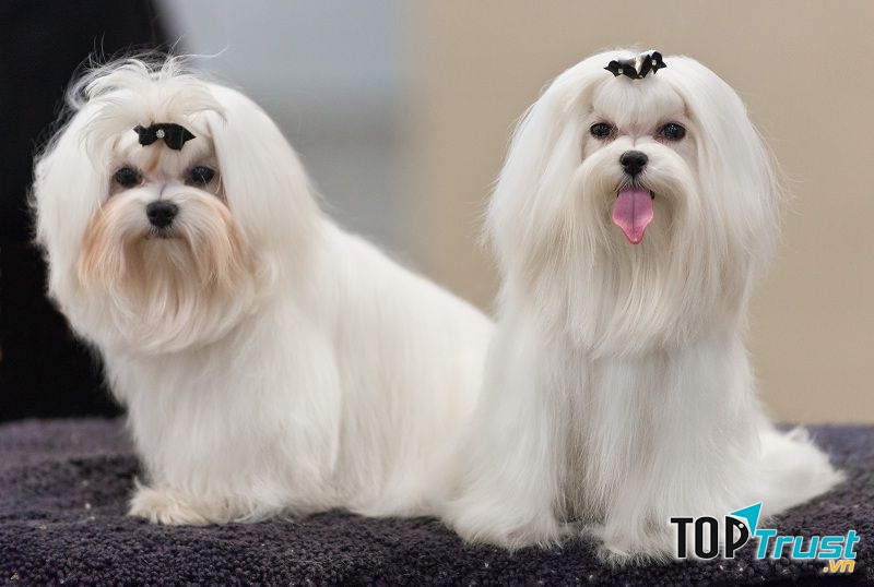 Chó Maltese