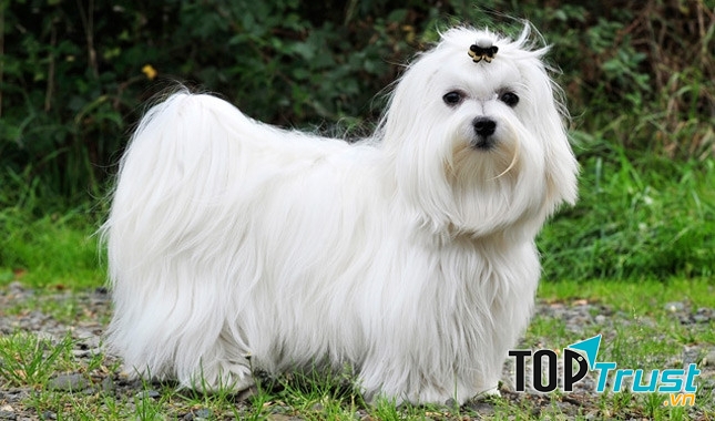 Chó Maltese