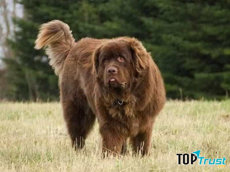 Chó Newfoundland