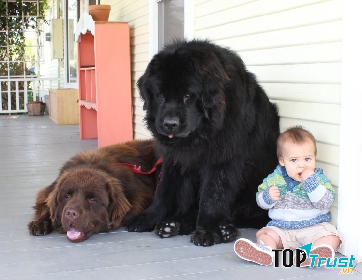 Chó Newfoundland