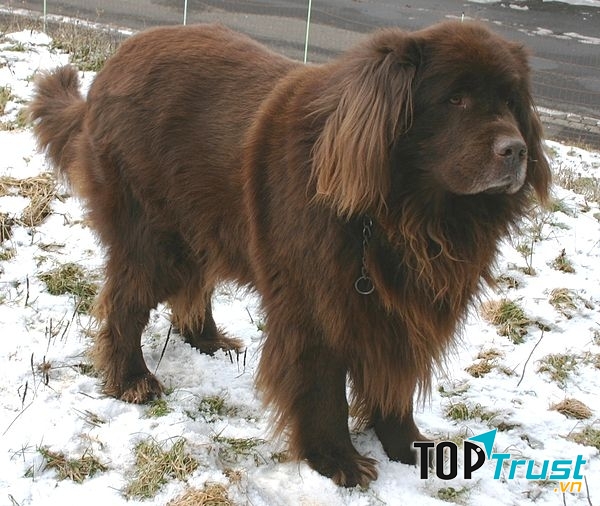 Chó Newfoundland