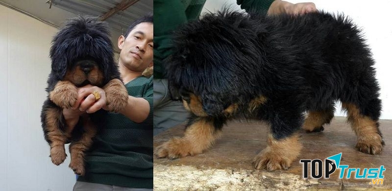 Chó Ngao Tây Tạng khi còn nhỏ
