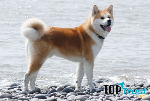 Chó Nhật Akita