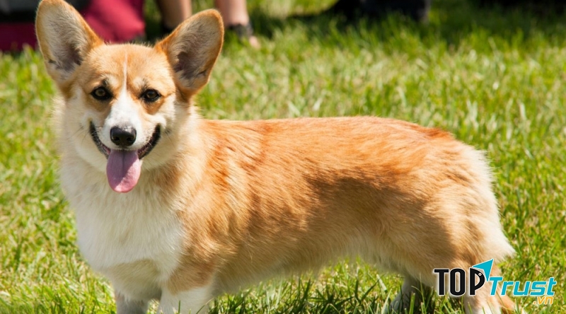 Chó Pembroke Welsh Corgis