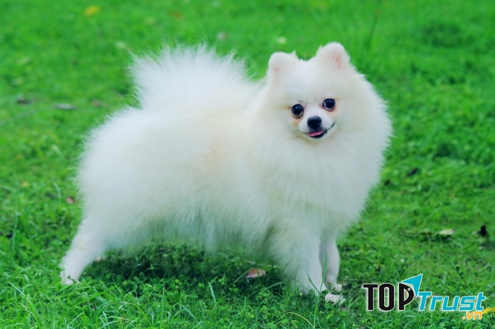 Phốc sóc với kích thước nhỏ, lanh lợi