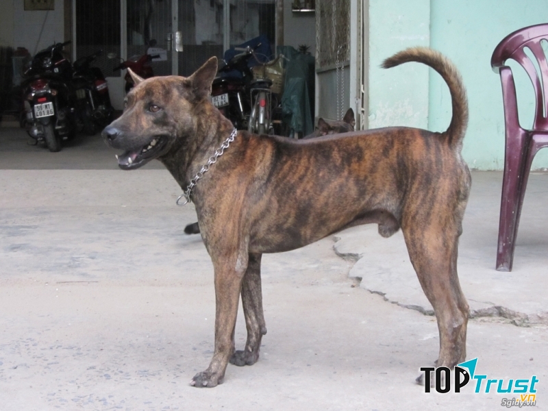 Chó Phú Quốc có màu vện