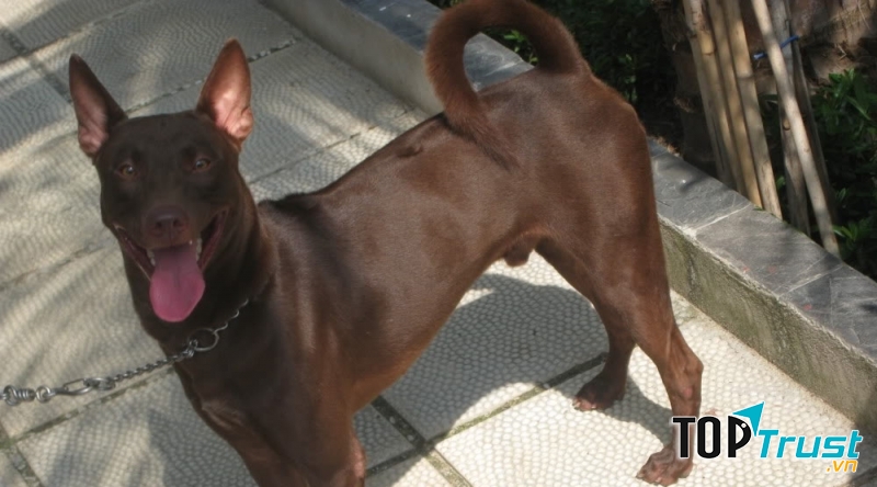 Loại có lông xoáy trên sống lưng