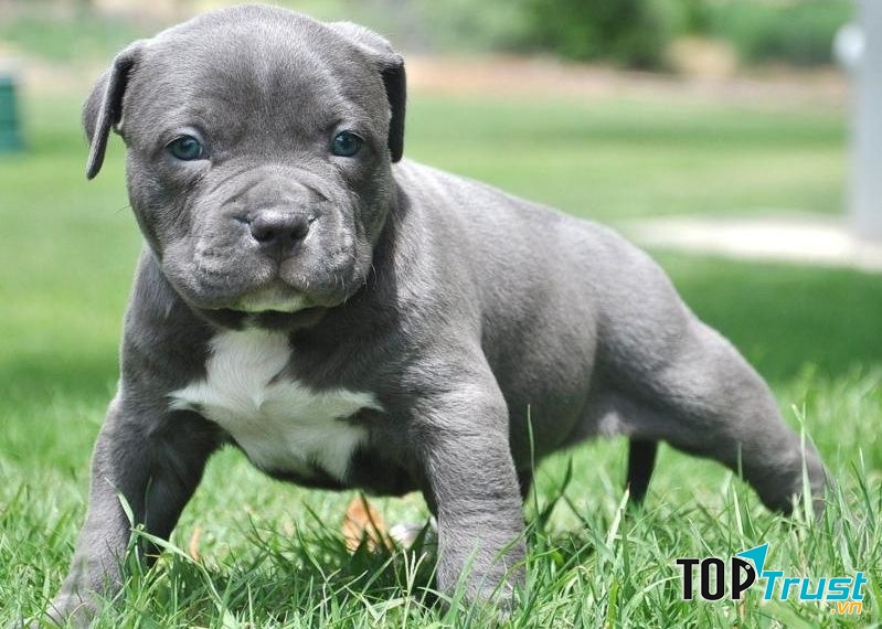 Pitbull khi còn nhỏ