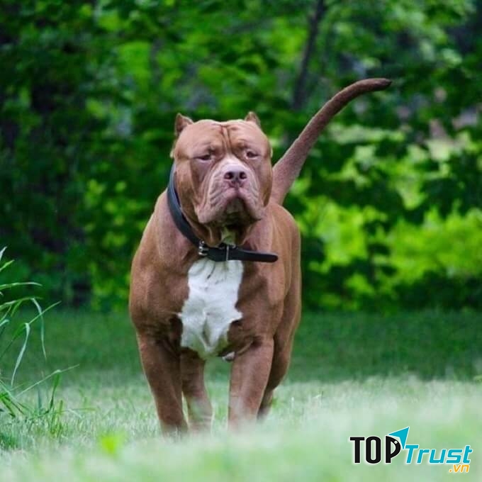 Pitbull là giống chó dữ dằn nếu huấn luyện tốt thì nó thật sự hiền lành, gần gũi và đáng nuôi nhất