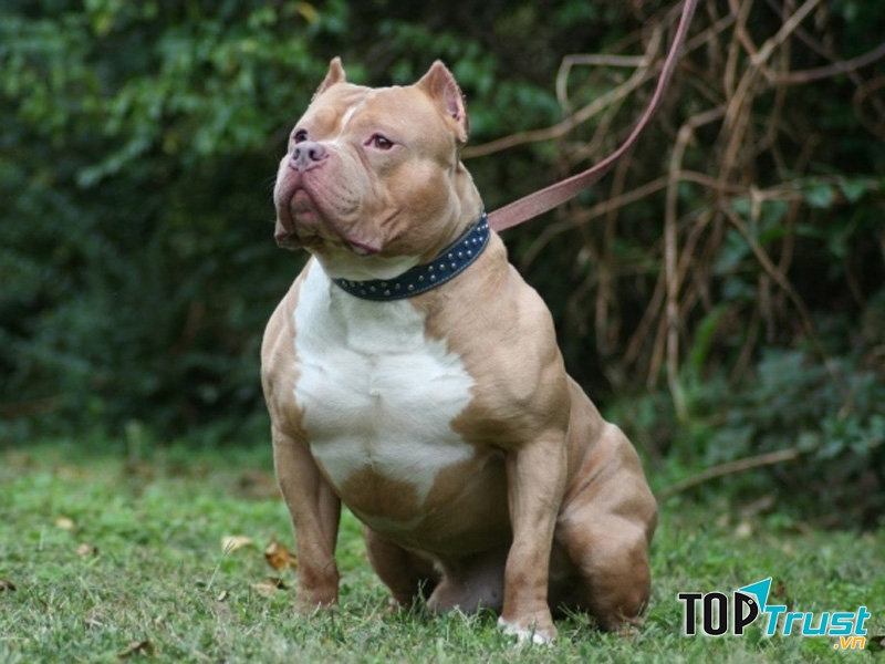 Pitbull với dáng vẻ khỏe mạnh và hiếu chiến. Ảnh minh họa.