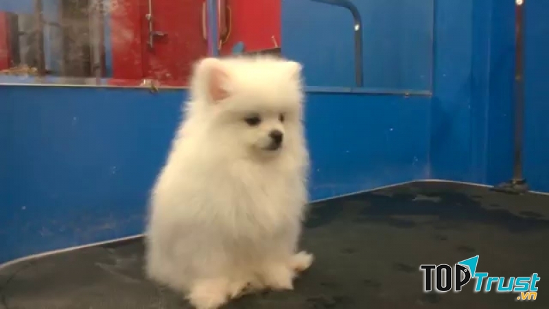 Chó Pomeranian