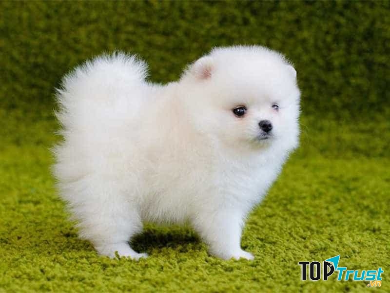 Chó Phốc Sóc hiện đại có kích thước khá nhỏ