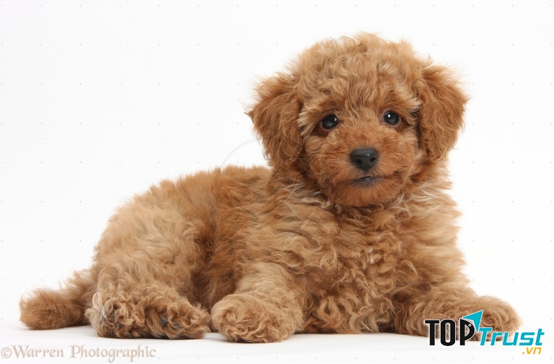 poodle với bộ lông xoăn đáng yêu. Ảnh minh họa.