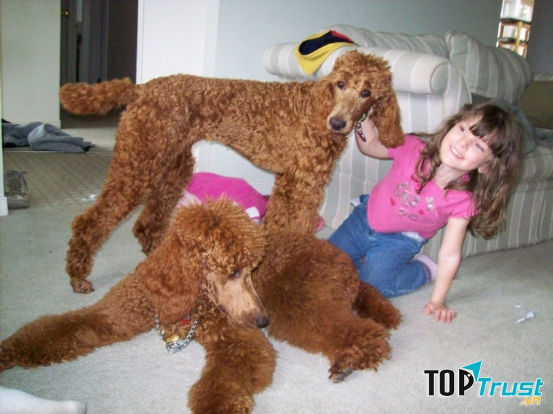 Chó Poodle