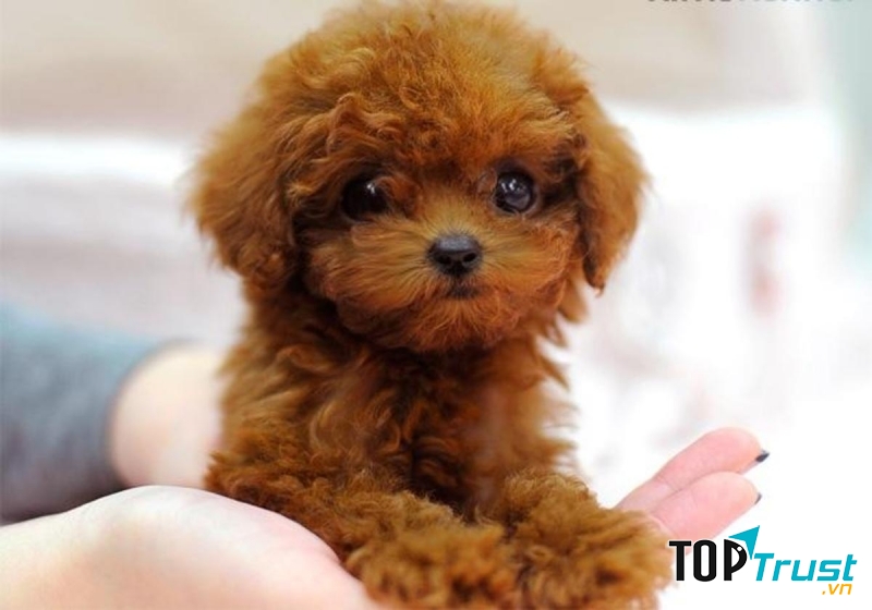 Poodles giống cho đáng yêu nhất