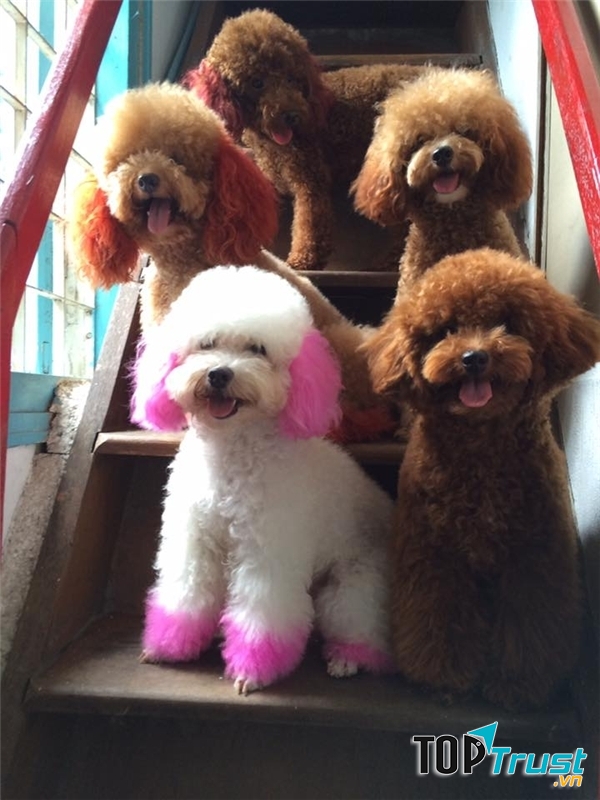 Chó Poodles