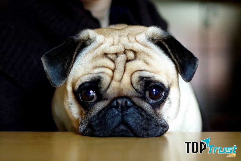 Chó Pug mặt xệ