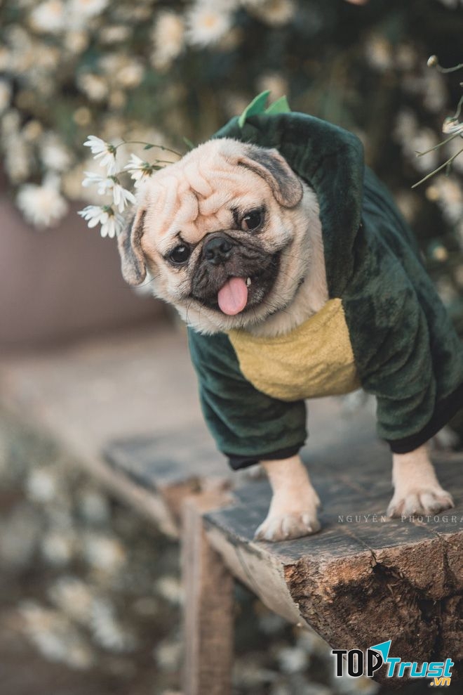 Chó Pug