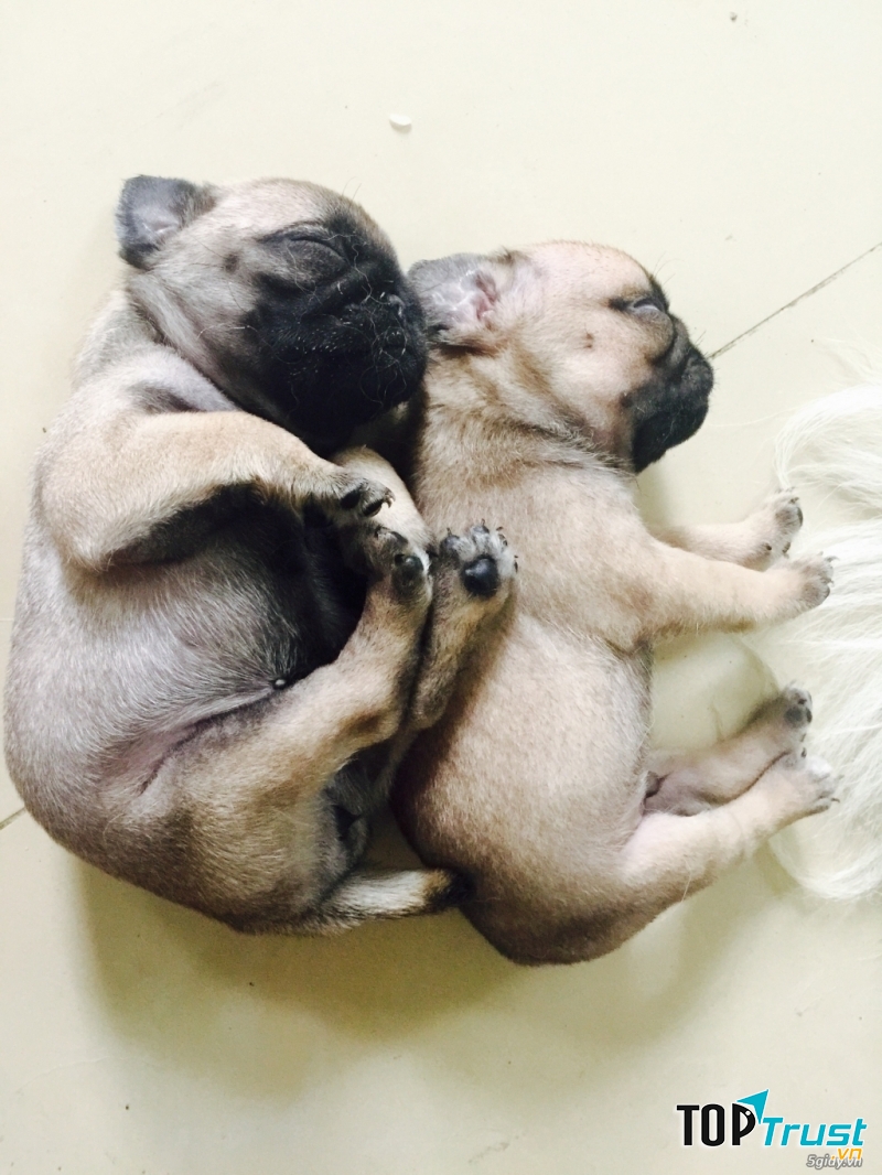 Chó Pug mặt xệ