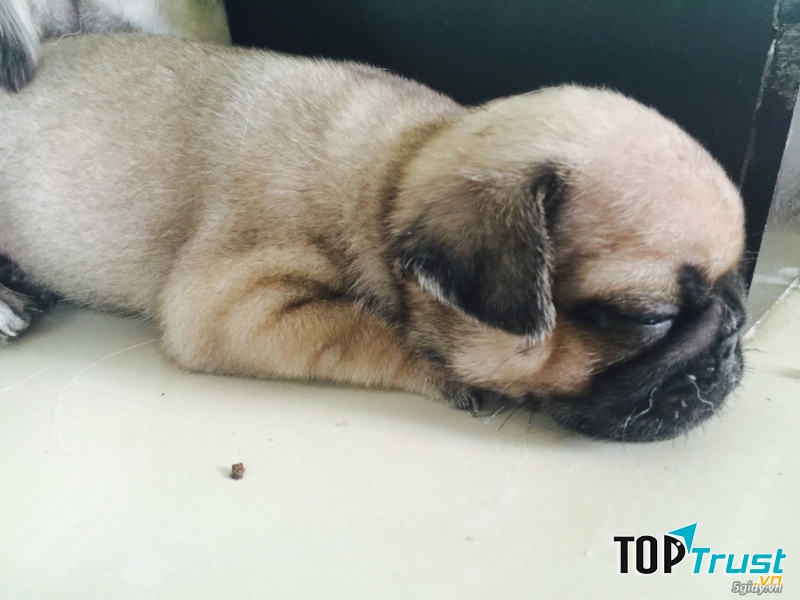 Pug thuộc giống cho bầu bạn hiền lành