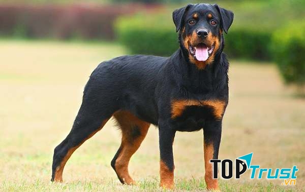 Chó Rottweiler