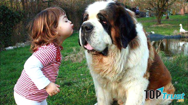 Saint Bernard rất hiền lành và thân thiện với trẻ