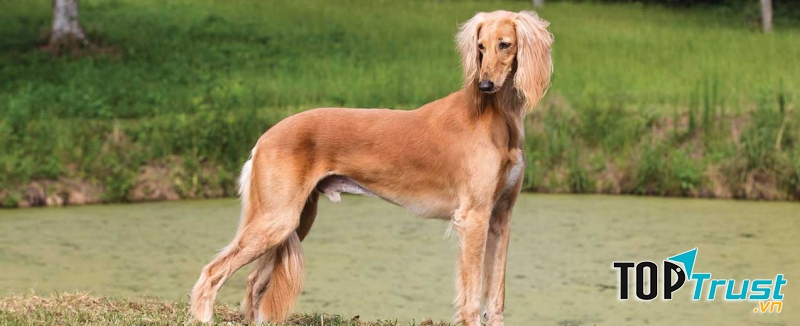 Chó Saluki