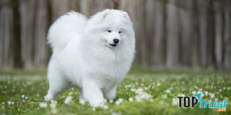 Chó Samoyed