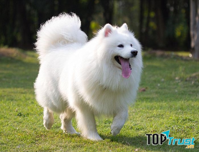 Chó Samoyed