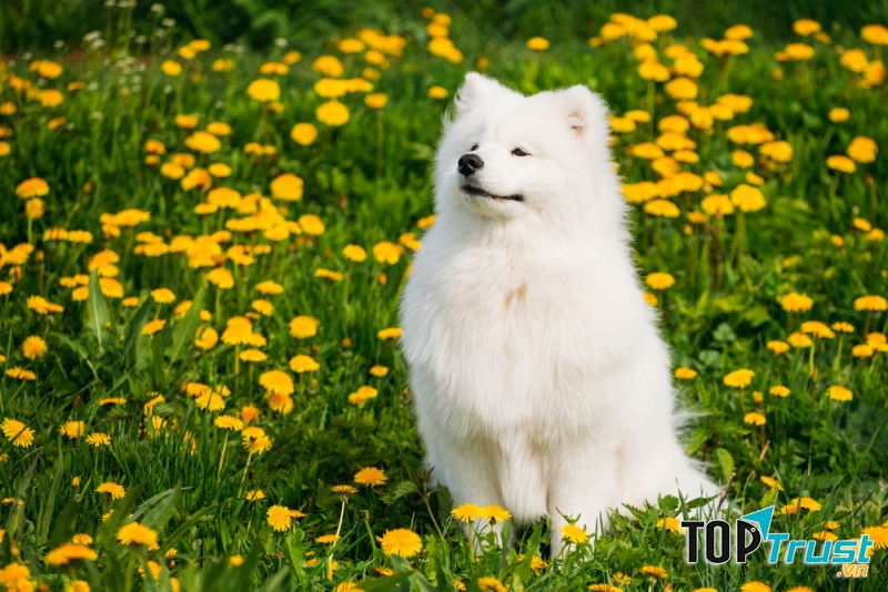 Chó Samoyed