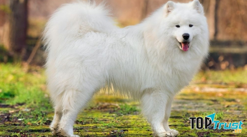 Chó Samoyed với bộ lông trắng kiêu sa